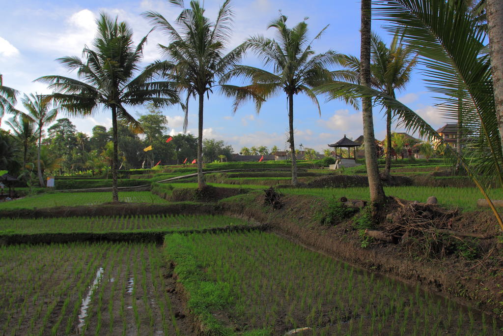 Dewa House Bisma Hotell Ubud Exteriör bild