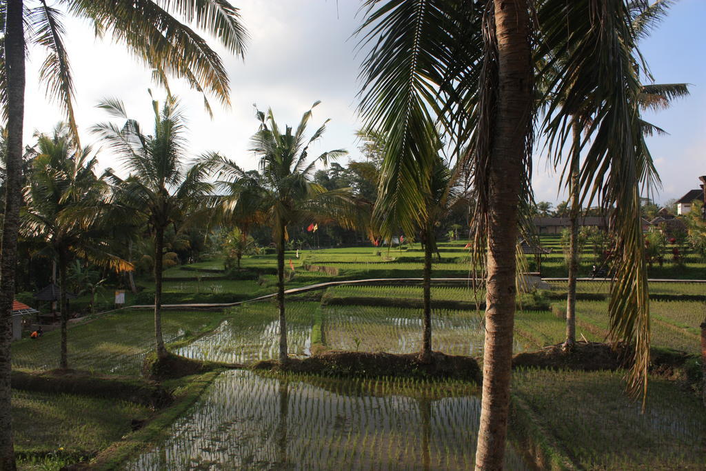 Dewa House Bisma Hotell Ubud Exteriör bild